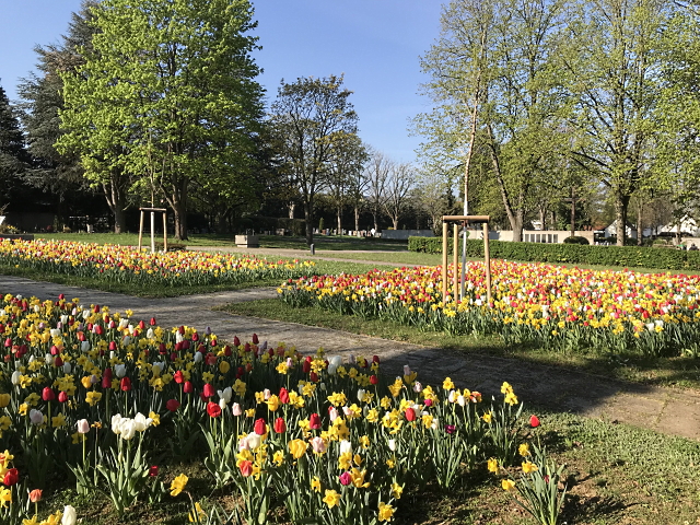 Archiv Heimatverein Oeffingen - Friedhof Tulpen