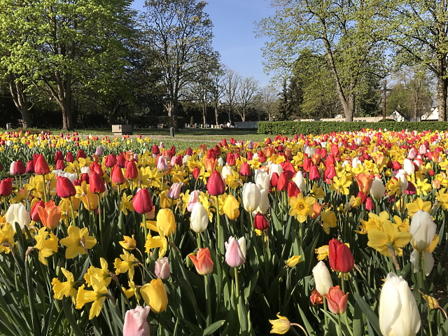 Archiv Heimatverein Oeffingen - Friedhof Tulpen