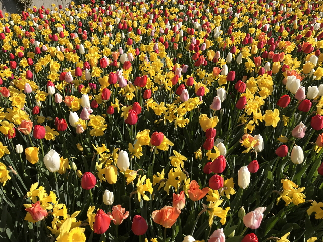 Archiv Heimatverein Oeffingen - Friedhof Tulpen