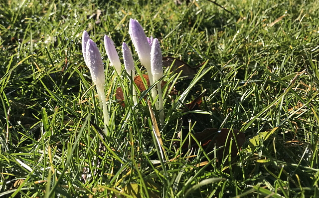 Archiv Heimatverein Oeffingen - Frhling auf Deas Wiese