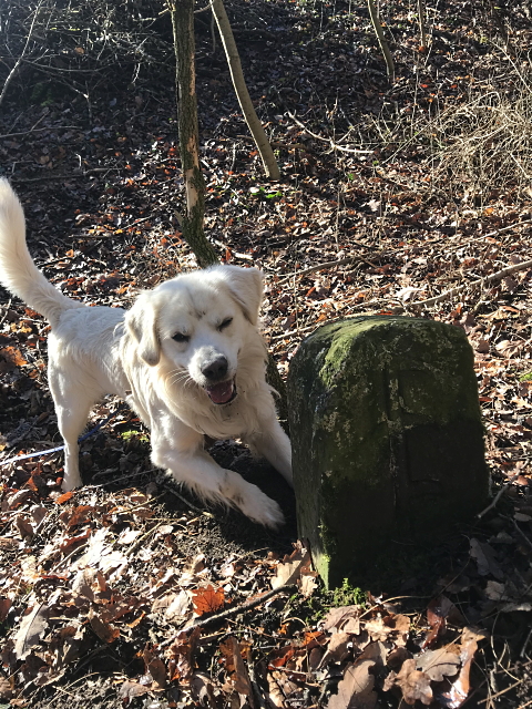 Archiv Heimatverein Oeffingen - Grenzstein Hund George