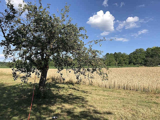 Archiv Heimatverein Oeffingen - Sommer Wiese