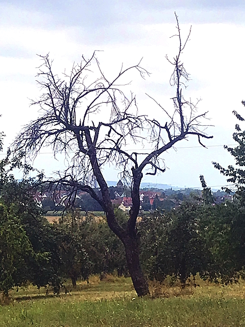 Archiv Heimatverein Oeffingen - toter Baum